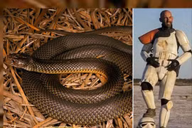 Thoát rắn độc cắn nhờ hóa trang như phim Star Wars