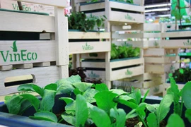 Hệ thống Vinmart chính thức phân phối rau sạch VinEco