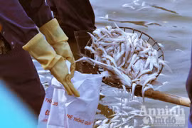 Không vớt, sử dụng cá chết ở hồ Tây