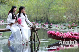 Đắm chìm tiên cảnh suối Yến mùa hoa súng bung nở