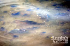 Nỗ lực "giải cứu" hồ Tây: Cá đã bơi trở lại