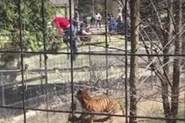 Liều lĩnh trèo vào chuồng hổ lấy mũ