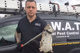 Phát hoảng với chuột khổng lồ