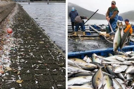 Những vụ cá chết do thủy triều đỏ trên thế giới