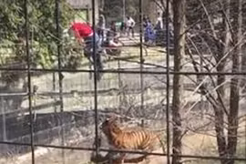 Liều lĩnh trèo vào chuồng hổ lấy mũ