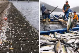 Những vụ cá chết do thủy triều đỏ trên thế giới