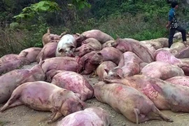Hàng chục con lợn chết bệnh bị người dân tẩu tán