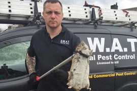 Phát hoảng với chuột khổng lồ