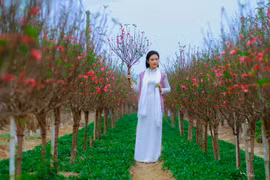 Thiếu nữ Hà Nội tìm về nét tinh khôi xưa bên hoa đào