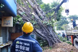 Cổ thụ đổ trúng nhà dân, nhiều người thoát nạn