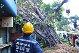 Cổ thụ đổ trúng nhà dân, nhiều người thoát nạn