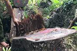 Khởi tố nhóm đối tượng chặt hạ gỗ quý trong rừng đặc dụng 