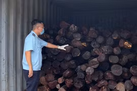 Ngụy trang tinh vi để vận chuyển gần chục tấn gỗ quý 