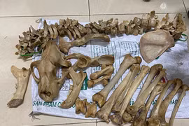 Phát hiện vụ vận chuyển 14,5kg nghi xương hổ