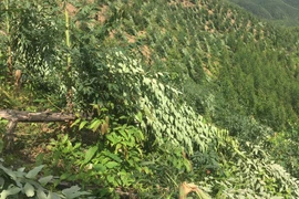 Khẩn trương điều tra vụ hủy hoại trên 2 ha rừng