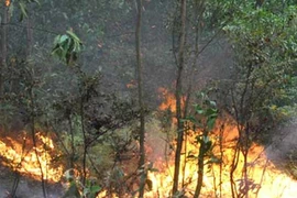 Một phụ nữ bị khởi tố do gây cháy rừng 