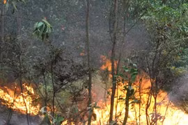 Một phụ nữ bị khởi tố do gây cháy rừng 