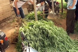 Đánh sập nhiều đường dây tội phạm ma túy xuyên quốc gia