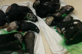 Bắt đối tượng mua bán, vận chuyển động vật nguy cấp, quý hiếm 