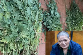 Đối tượng mua bán, tàng trữ trái phép ma túy, trồng gần 500 cây anh túc trong vườn nhà 