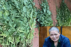 Đối tượng mua bán, tàng trữ trái phép ma túy, trồng gần 500 cây anh túc trong vườn nhà 