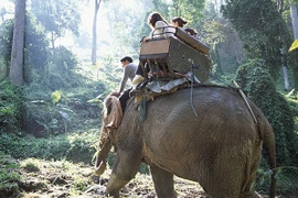 Du khách đến Thái Lan lo lắng sau vụ voi giẫm chết quản tượng 