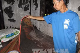 Bọ đậu đen hoành hành ở Bình Phước 
