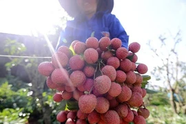 Sắp có quả vải tươi bán quanh năm