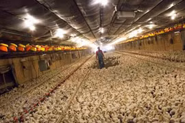 Nhiều nước cấm nhập gà Mỹ vì sợ cúm gia cầm