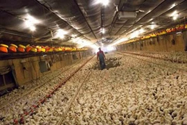 Nhiều nước cấm nhập gà Mỹ vì sợ cúm gia cầm