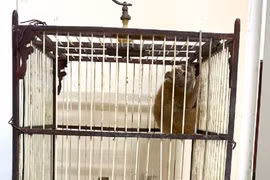 Phát hiện cá thể culi vô chủ