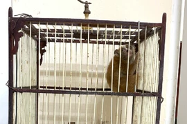 Phát hiện cá thể culi vô chủ