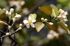 Ngơ ngác mùa hoa bưởi tháng Ba
