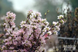 Tận mắt ngắm hoa anh đào Nhật Bản tuyệt đẹp bên hồ Gươm