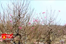 "Đào tiến vua" - Thú chơi độc đáo ngày Tết