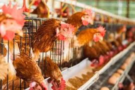 [Infographics] Sự nguy hiểm của virus cúm gia cầm A/H7N9