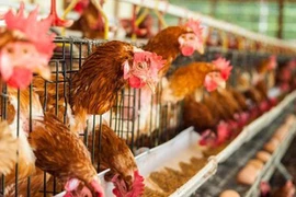 [Infographics] Sự nguy hiểm của virus cúm gia cầm A/H7N9