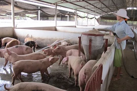 Ngân hàng giảm 30% lãi suất cho vay với khách hàng chăn nuôi lợn