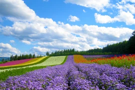 Đà Lạt sẵn sàng cho Festival Hoa lần thứ 6