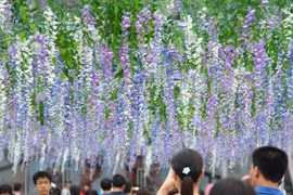 Chiêm ngưỡng đường hầm bằng hoa dài 20m