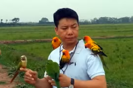 Hà Nội: Thú mua chim bạc triệu, đem... thả cho bay lên trời