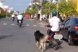Lưu ý: Chở, dắt chó chạy theo xe máy có thể bị phạt tới 14 triệu đồng