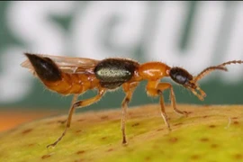 Phòng tránh... kiến ba khoang cực độc