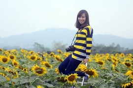 Đắm chìm trong vẻ đẹp của cánh đồng hoa mặt trời Nghệ An