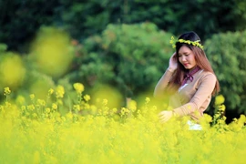 Hoa cải cuối đông rực rỡ ven sông