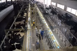 Những câu chuyện đáng suy ngẫm: "Từ đồng cỏ xanh đến ly sữa sạch"