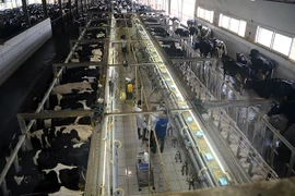 Những câu chuyện đáng suy ngẫm: "Từ đồng cỏ xanh đến ly sữa sạch"