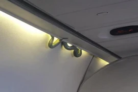 Hành khách hoảng loạn vì rắn độc xuất hiện trên máy bay