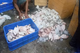 Phát hiện quán cơm trữ 850kg cá thối chế biến món ăn