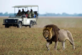 Ứng dụng của công nghệ trí tuệ nhân tạo trong bảo vệ động vật hoang dã 